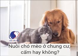 Pháp luật có cấm nuôi động vật chó, mèo trong chung cư không