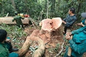 Bắt quả tang 5 đối tượng khai thác gỗ trái phép