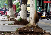 Nguy cơ cây xanh gãy đổ trên phố Trần Thái Tông trong mùa mưa bão