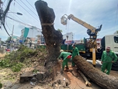 Đốn gần 100 gốc cây để mở rộng đường vào sân bay Tân Sơn Nhất