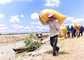 Tập đoàn Lộc Trời nợ tiền mua lúa của nông dân hơn 204,6 tỉ đồng