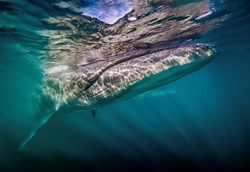 Cá voi Sei khổng lồ tái xuất hiện ngoài khơi Argentina sau một thế kỷ vắng bóng