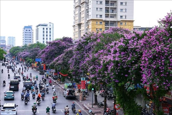 Hà Nội rực rỡ mùa hoa tháng 5