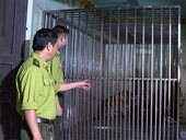 Phê chuẩn khởi tố người đàn ông nuôi nhốt 2 con hổ trái phép