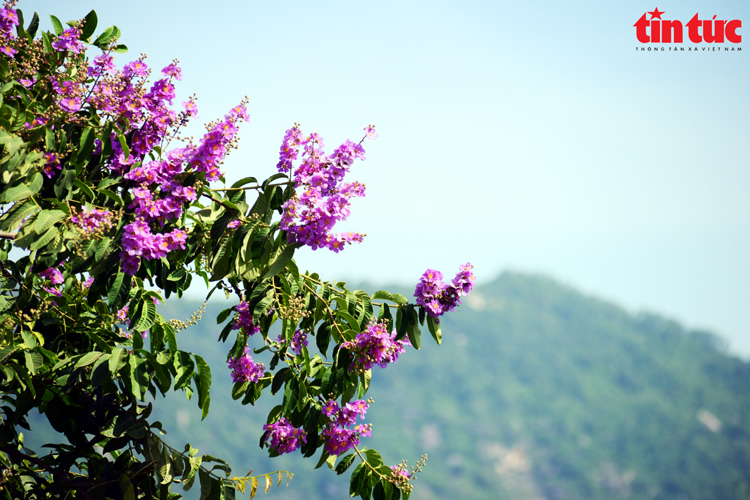 Bằng lăng rừng nở rộ, tím ngắt những triền núi An Giang