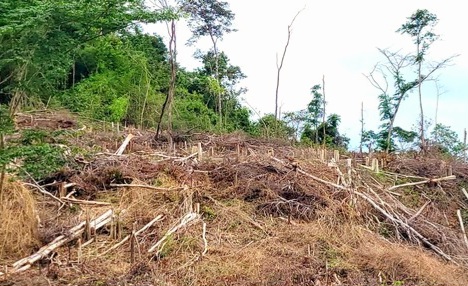 Chuyển hồ sơ việc vi phạm tài chính tại Công ty lâm nghiệp Kông H de sang Công an