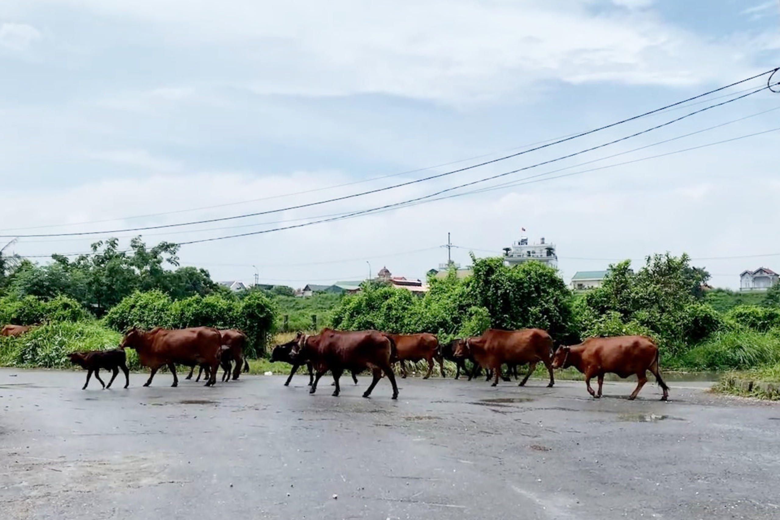 Hà Nội Dự án vườn sinh thái thành nơi nuôi bò
