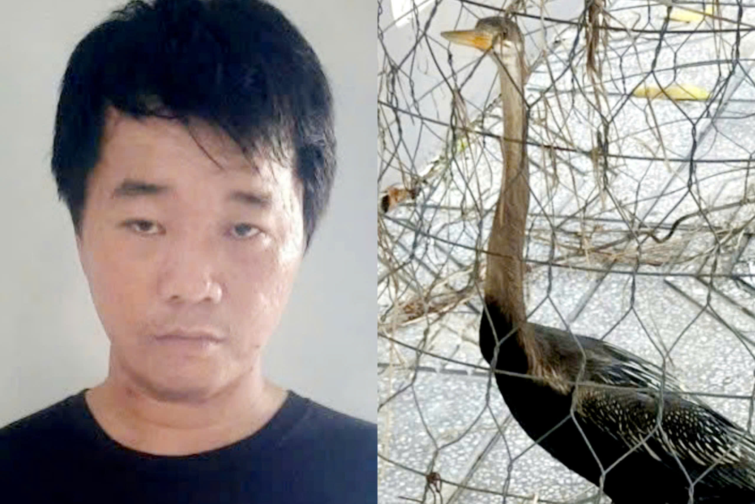 Bắt đối tượng vào mạng xã hội mua chim cổ rắn quý hiếm