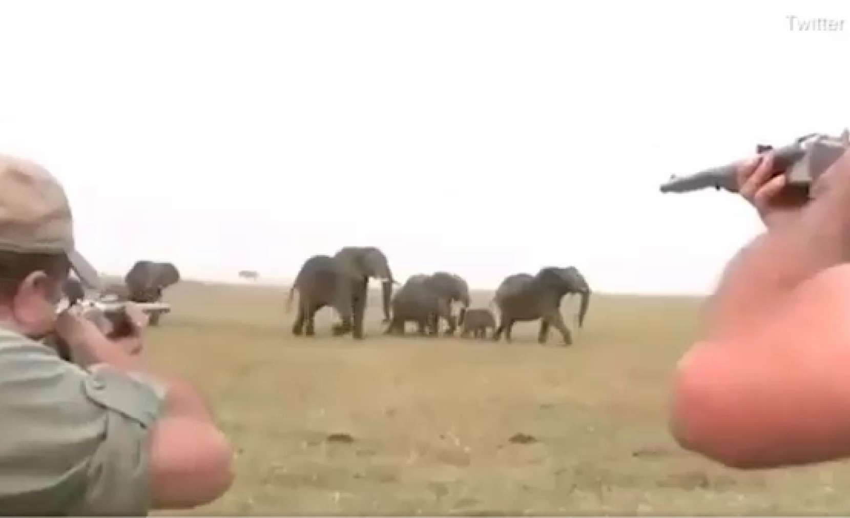 Tiêu hủy hơn 700 con voi và động vật hoang dã do  hạn hán