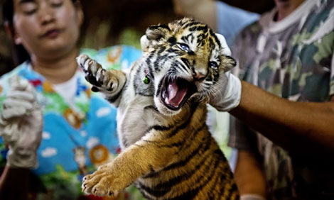 Yêu cầu gỡ bỏ thông tin rao bán động vật hoang dã trên mạng