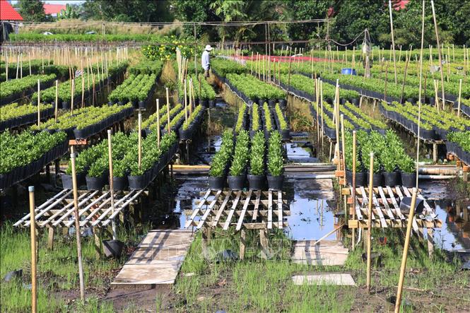 Đồng Tháp Xuống giống 100 ha hoa cảnh phục vụ Tết Ất Tỵ