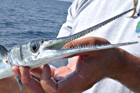 Vận động viên lướt sóng tử vong sau khi bị cá kiếm đâm trúng tim