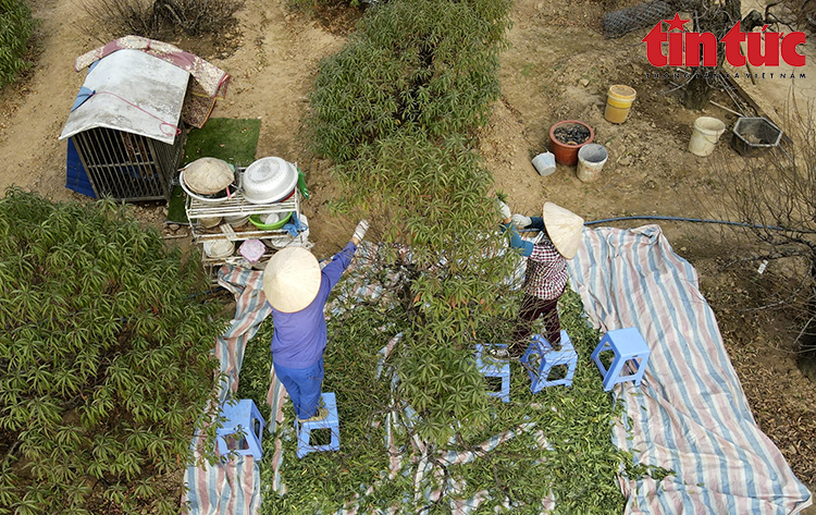 Người dân làng đào Nhật Tân tất bật chuẩn bị cho vụ Tết Ất Tỵ