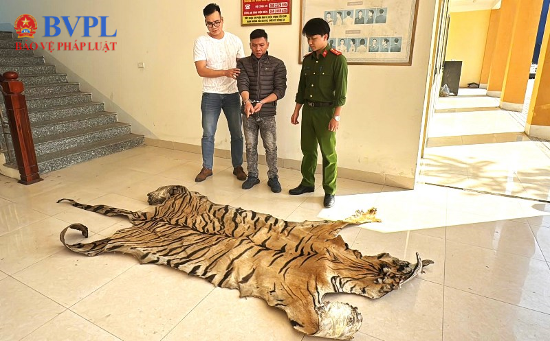Bắt giữ đối tượng đang vận chuyển 1 bộ da hổ đi tiêu thụ