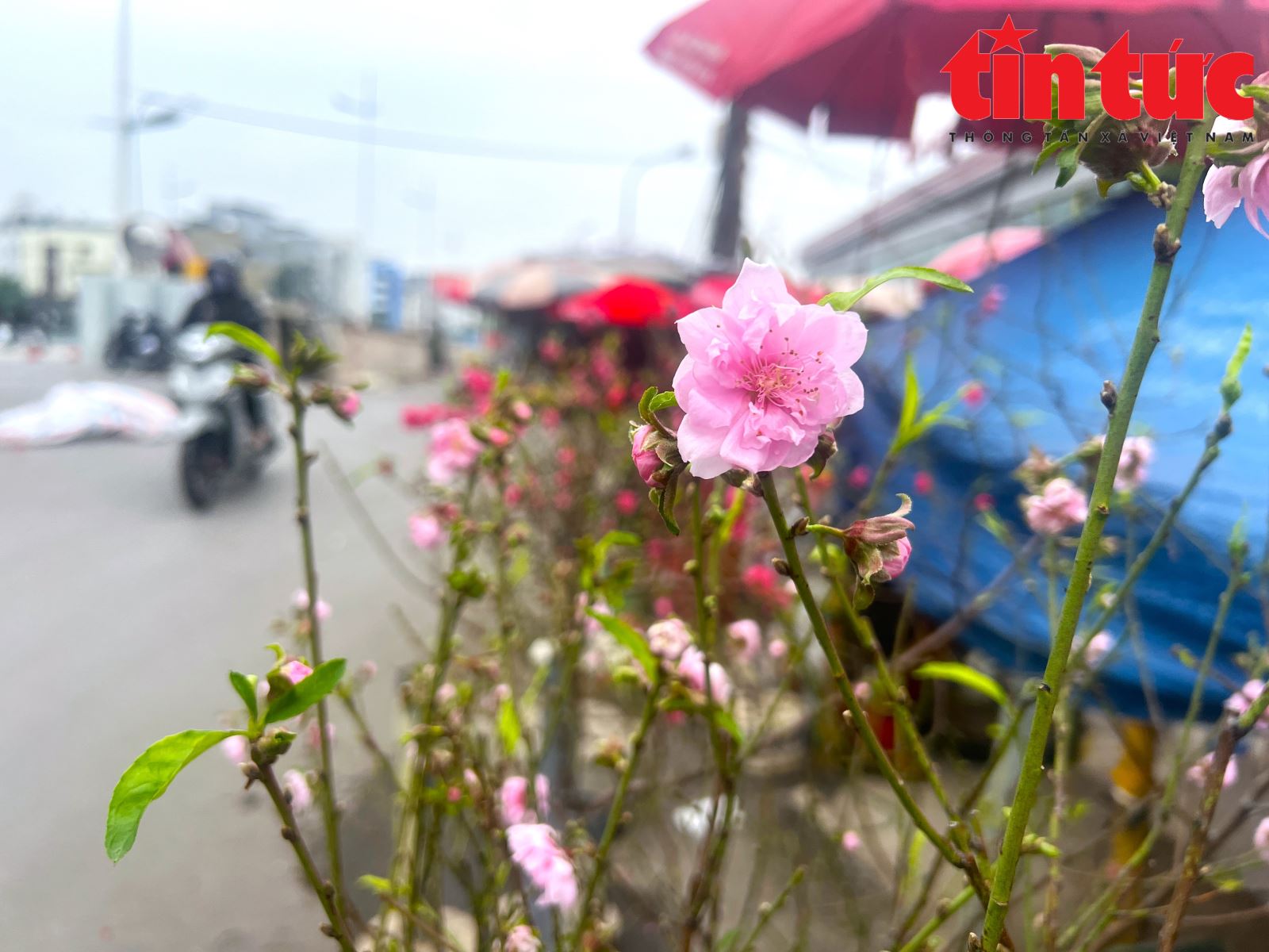 Đào quất xuống phố ngóng người mua chơi Tết sớm