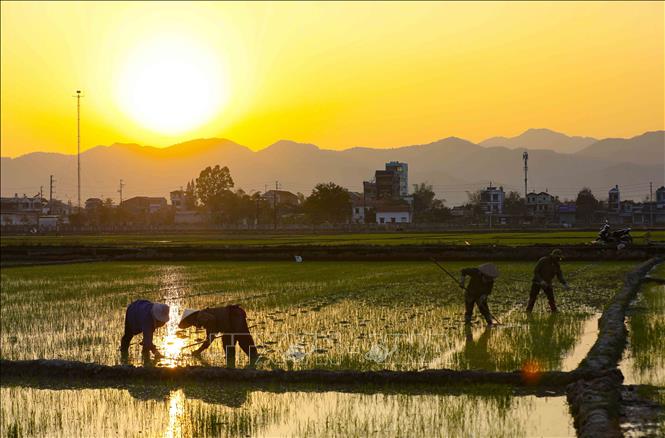 Nông dân Điện Biên xuống đồng chăm sóc lúa Xuân