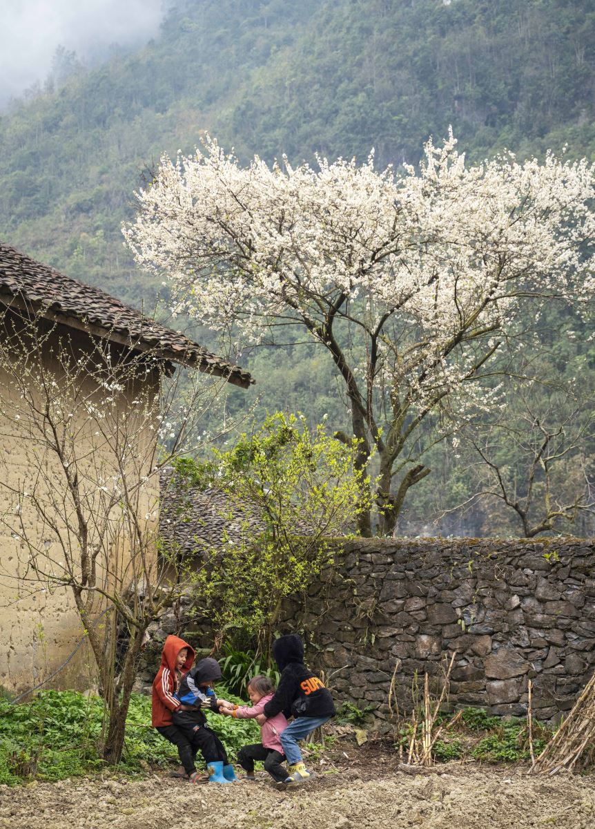 Sắc Xuân trên “miền đá nở hoa”