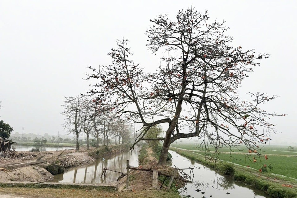 Xử lý vụ “đòi phí” chụp ảnh cây gạo ở Hà Nam