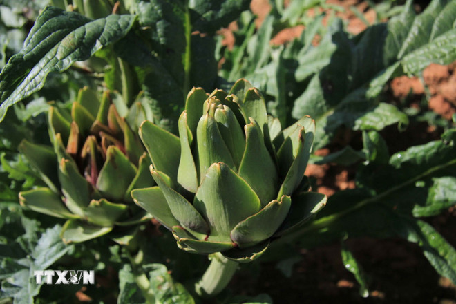 Những thực phẩm bạn nên ăn uống khi cảm thấy nóng trong người