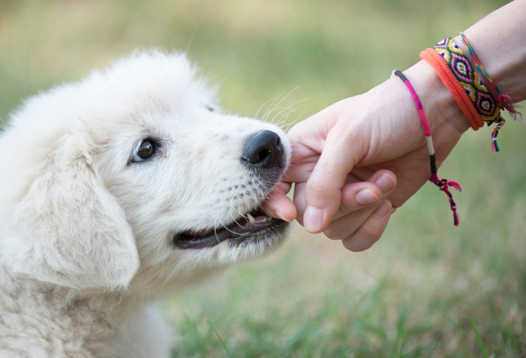 Bé trai bị chó cắn tử vong do không đi tiêm vắc-xin phòng bệnh