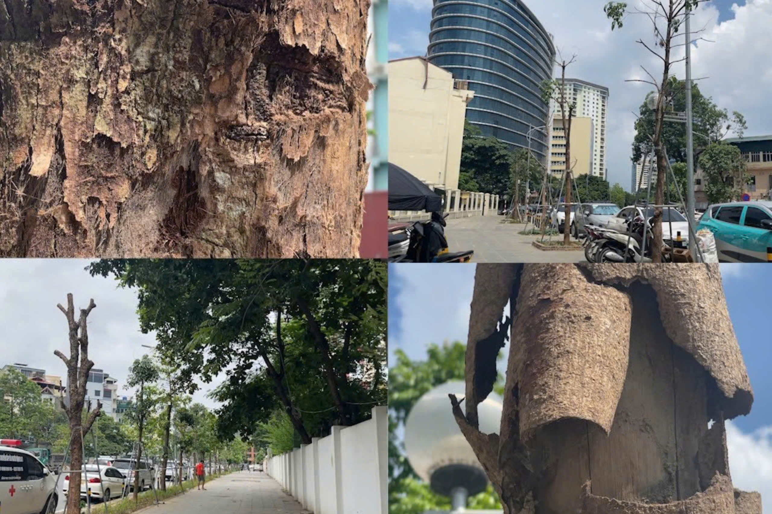 Hà Nội Cây xanh mục nát chưa được xử lý, người dân lo lắng mất an toàn