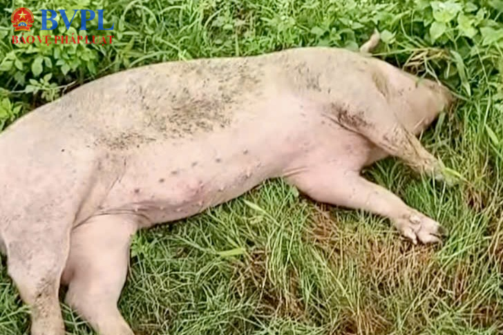 Dịch tả lợn Châu Phi tiếp tục diễn biến phức tạp tại Thanh Hoá