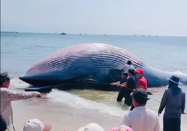 Phát hiện xác cá voi dài hơn 10m dạt vào bờ biển Liên Hương, tỉnh Lâm Đồng