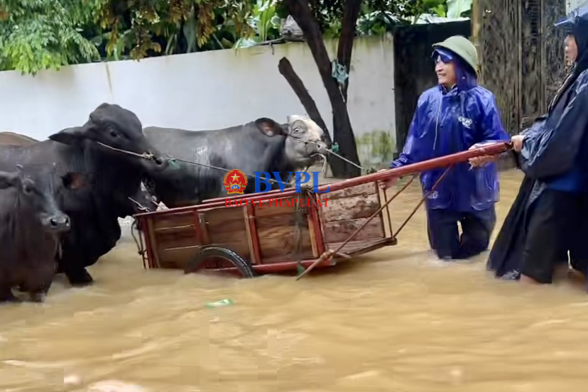 Bão đến, tứ bề khó khăn, vất vả