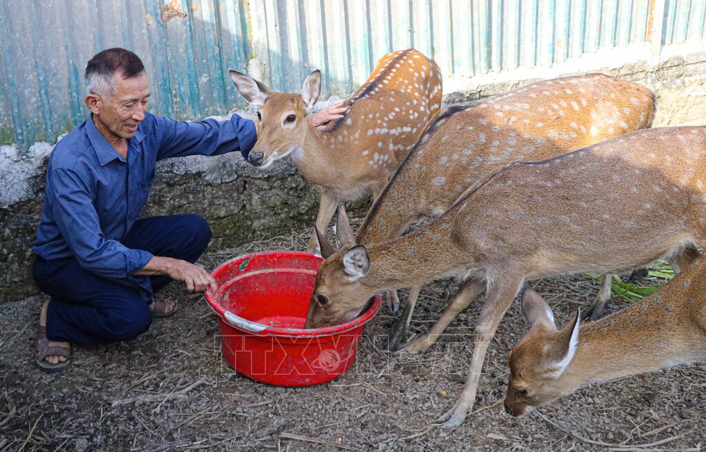 Người Bí thư chi bộ gieo “mầm đổi mới” ở Sam Mứn, Điện Biên Từ mô hình nuôi Hươu đến khát vọng phát triển cộng đồng
