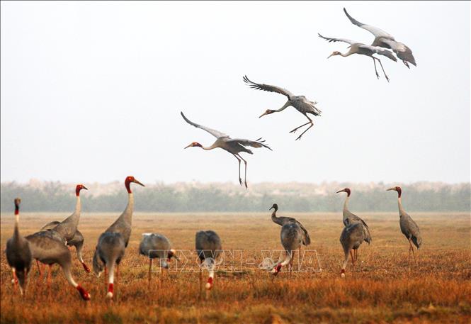 Bảo tồn kết hợp phát triển du lịch sinh thái vườn Quốc gia Tràm Chim