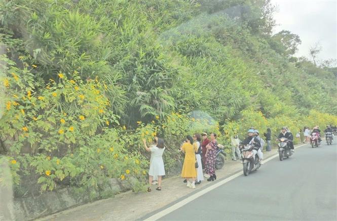 Vườn quốc gia Ba Vì thu hút du khách ngắm hoa dã quỳ nở rộ