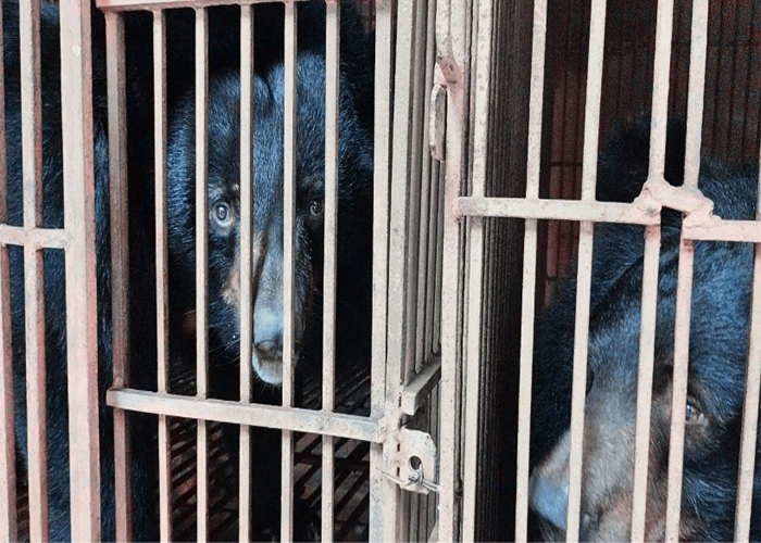 Hà Nội tiếp tục là điểm nóng lớn nhất về nuôi nhốt gấu tại Việt Nam