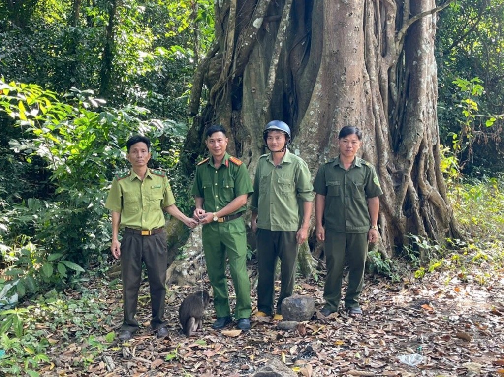 Tiếp nhận, tái thả về tự nhiên một cá thể “Khỉ mặt đỏ” quý hiếm