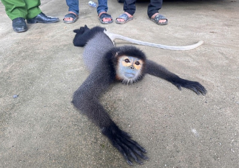 Người dân giao nộp nhiều động vật hoang dã nguy cấp, quý hiếm