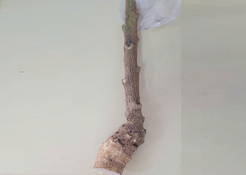 Ngộ độc, phản vệ vì “cây thuốc truyền miệng”