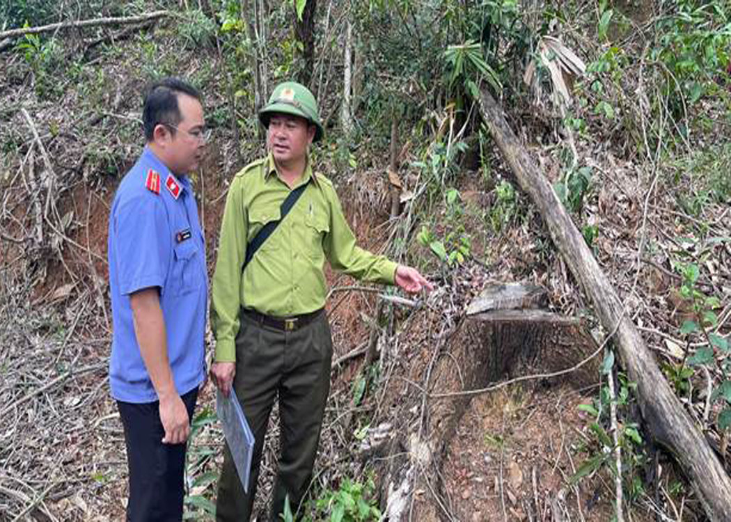 VKSND khu vực 10, TP Đà Nẵng khám nghiệm hiện trường vụ khai thác rừng trái phép