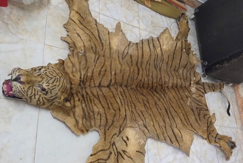 Khởi tố 2 bị can liên quan đến tiêu thụ da hổ