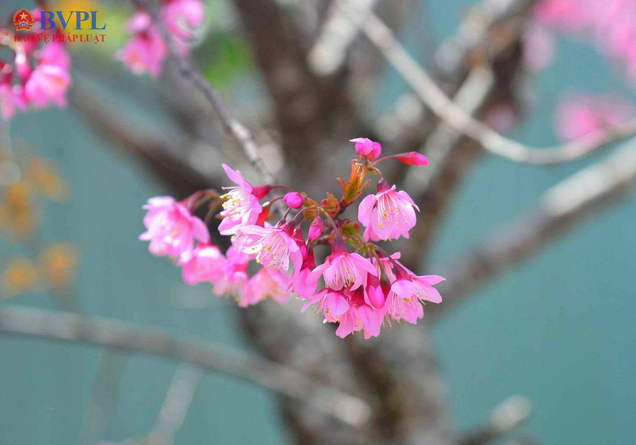 Lễ hội Hoa mai anh đào Đà Lạt gắn với các hoạt động trải nghiệm trong không gian tự nhiên