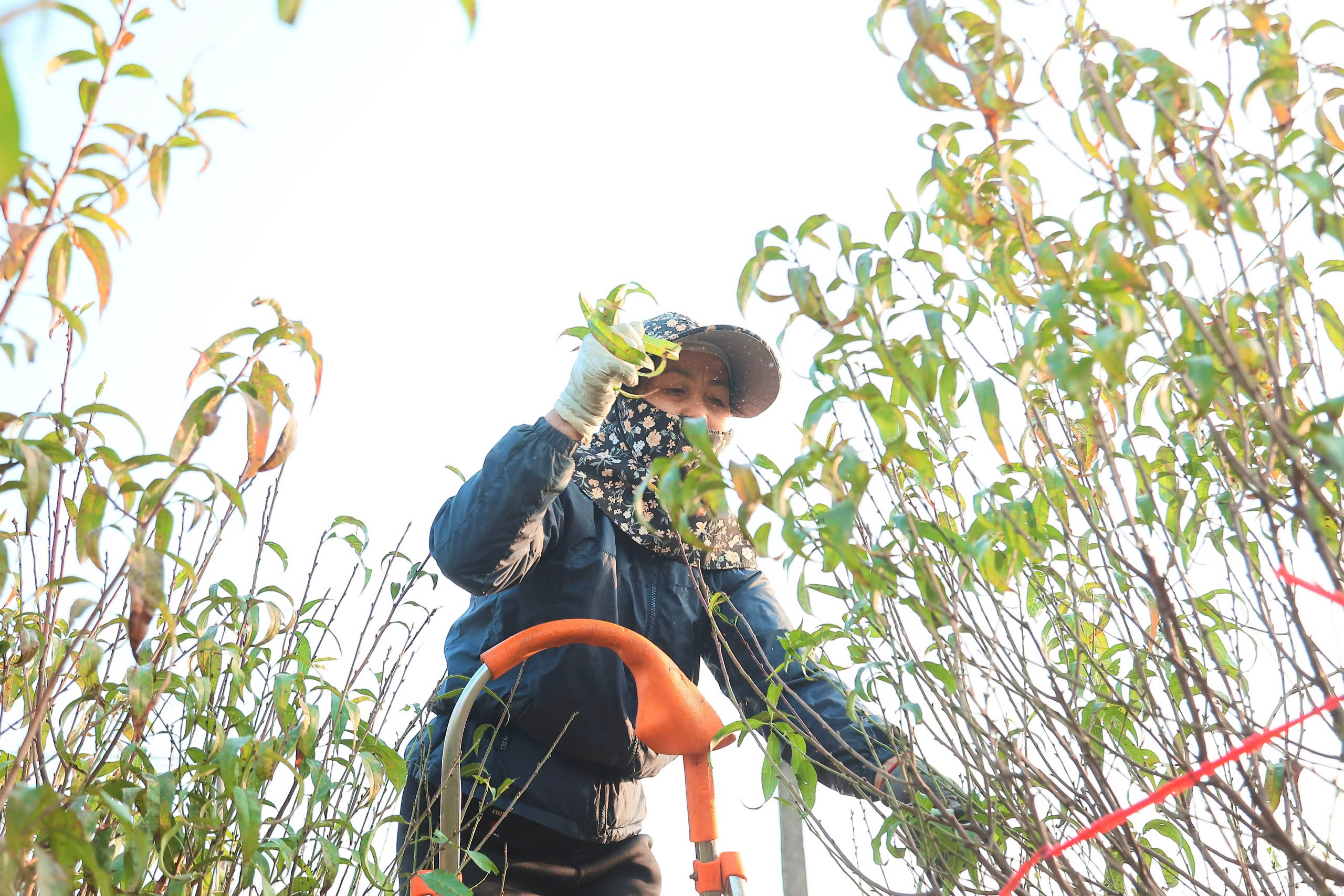 Canh nắng, canh rét cho hoa nở đúng hẹn ở làng đào Nhật Tân