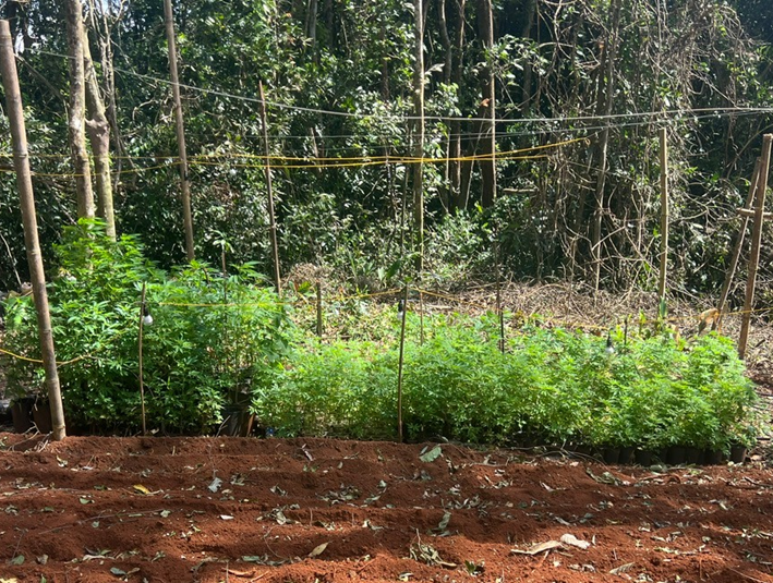 Khởi tố đối tượng trồng 763 cây cần sa trong khu đất lâm nghiệp