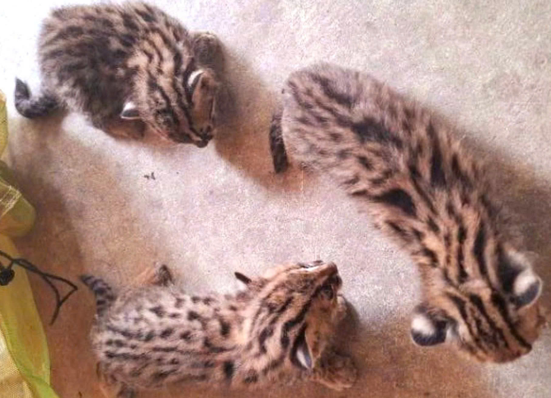 Người dân nuôi dưỡng, giao nộp 4 cá thể mèo rừng, tê tê Java quý hiếm