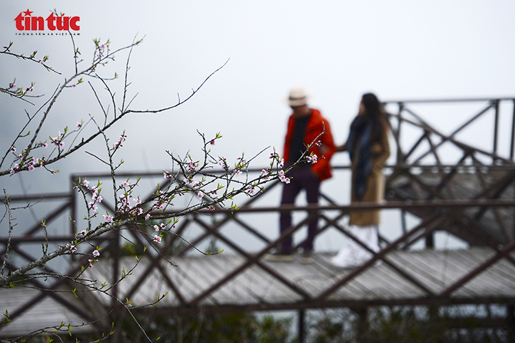 Hoa đào rừng khoe sắc tại Khu du lịch Cổng Trời Ô Quy Hồ