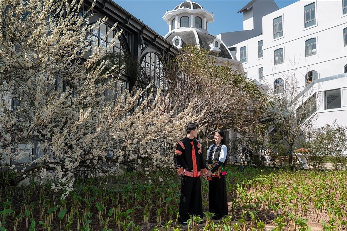 Lạc bước giữa thiên đường hoa mận cứ ngỡ cao nguyên Mộc Châu trên đỉnh Fansipan