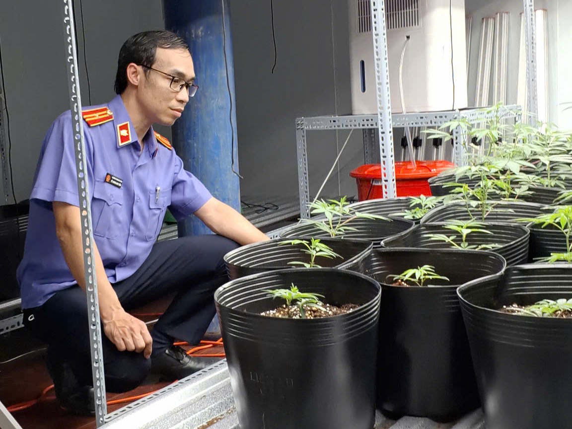 Phối hợp khám xét hiện trường vụ trồng và mua bán cần sa quy mô lớn