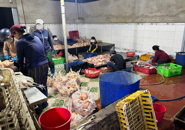 Phát hiện cơ sở giết mổ gia cầm “chui” quy mô lớn