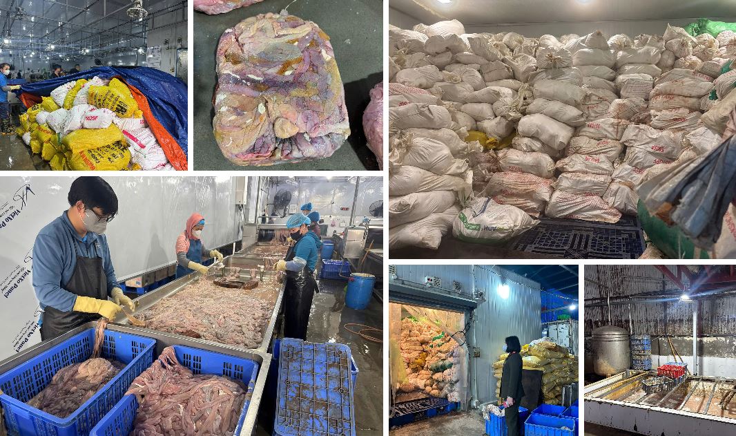 Phát hiện hơn 60 tấn lòng lợn bốc mùi, đổi màu trong kho lạnh ở Hà Nội