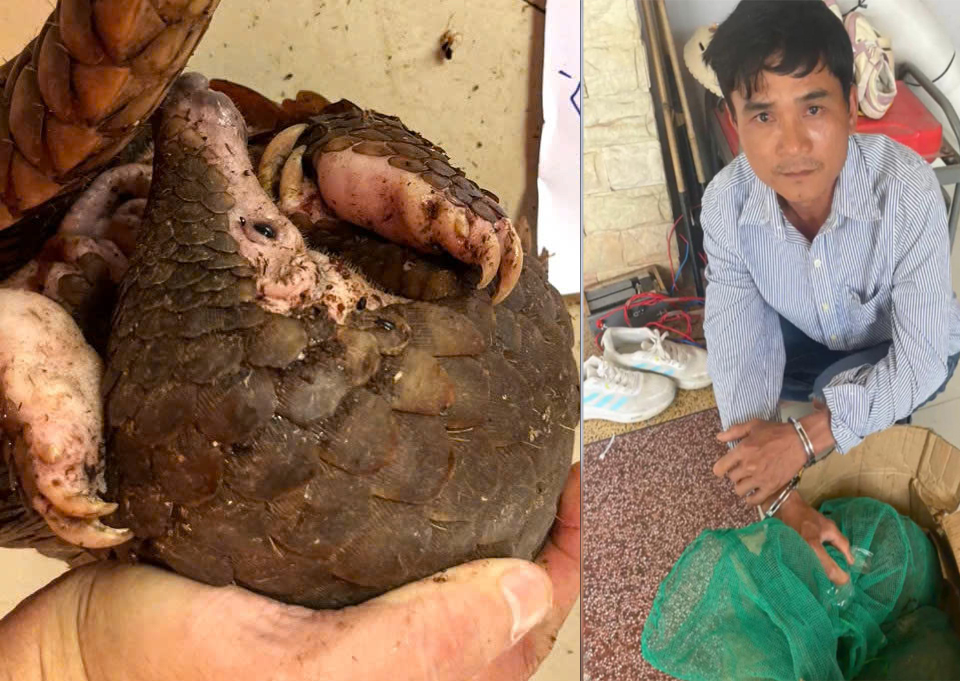 Bắt quả tang hai vợ chồng nuôi nhốt động vật nguy cấp, quý hiếm