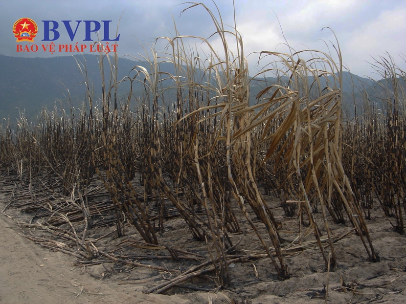 Hỏa hoạn thiêu rụi 40 ha mía đến kỳ thu hoạch