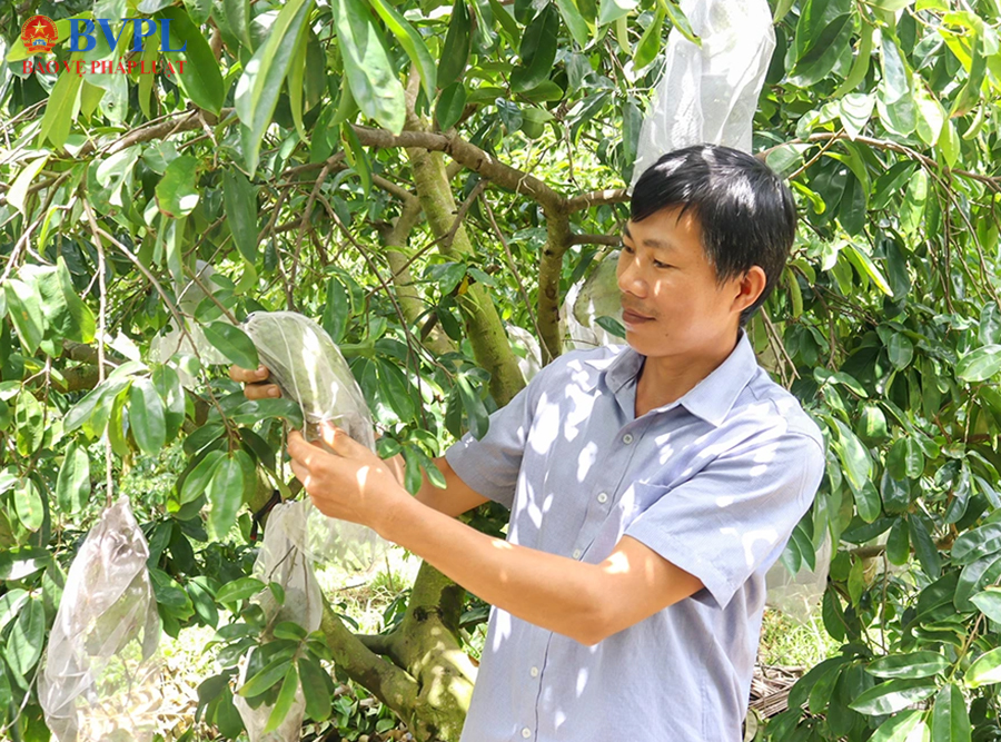 Nông dân Cần Thơ tất bật chuẩn bị nông sản phục vụ Tết