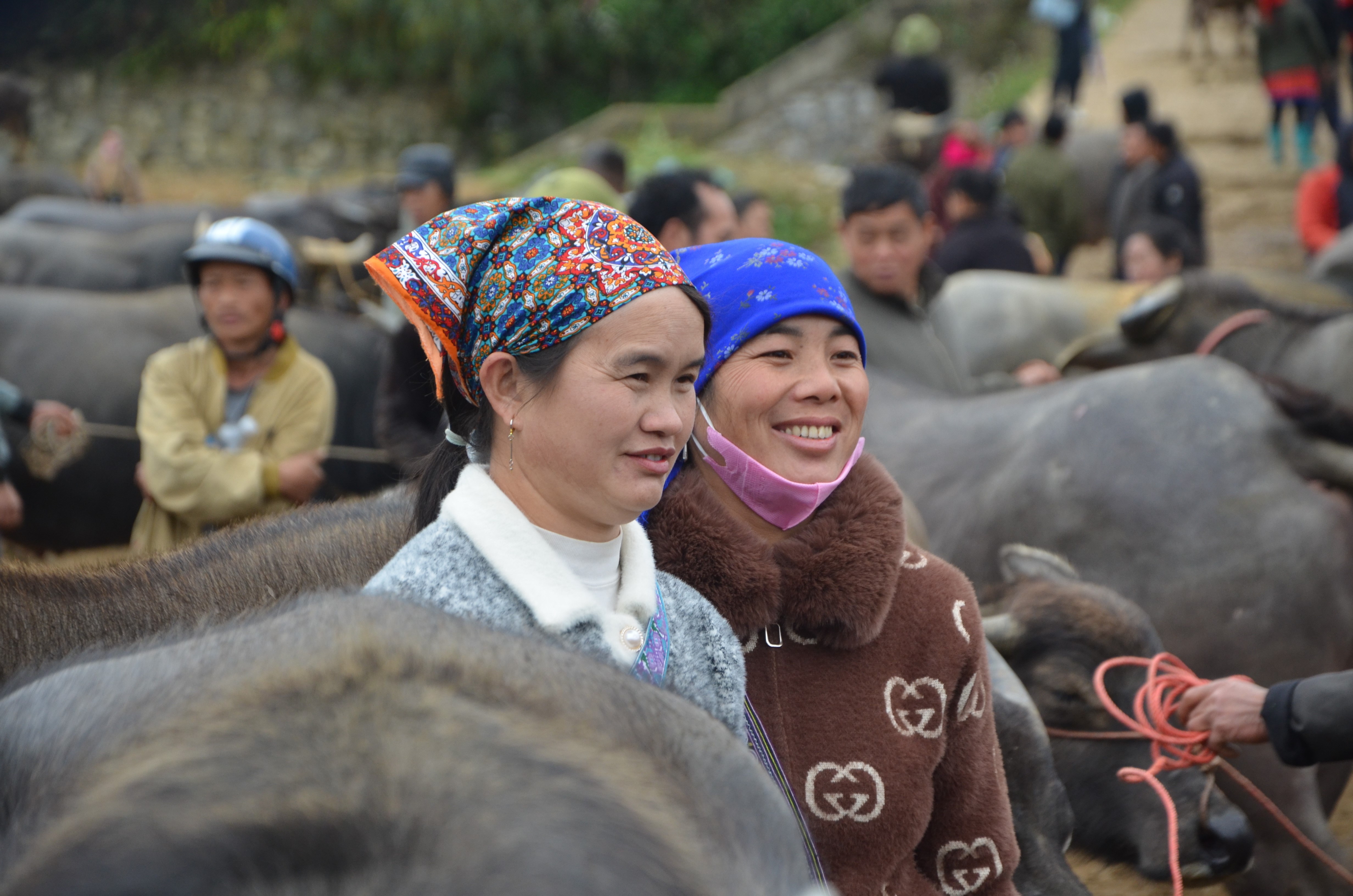 Phiên chợ trâu Bắc Hà – điểm hẹn trăm năm giữa núi rừng